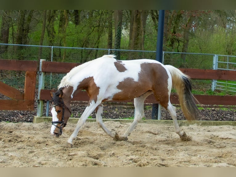 NRPS Merrie 3 Jaar 153 cm Gevlekt-paard in Oss