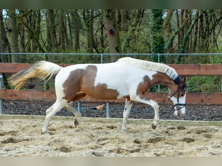 NRPS Merrie 3 Jaar 153 cm Gevlekt-paard in Oss