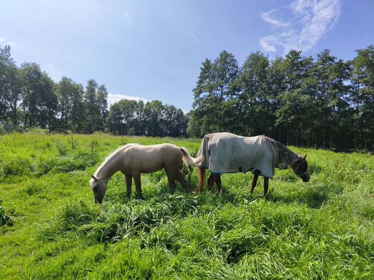 NRPS Merrie 3 Jaar 153 cm Palomino in Dwingeloo