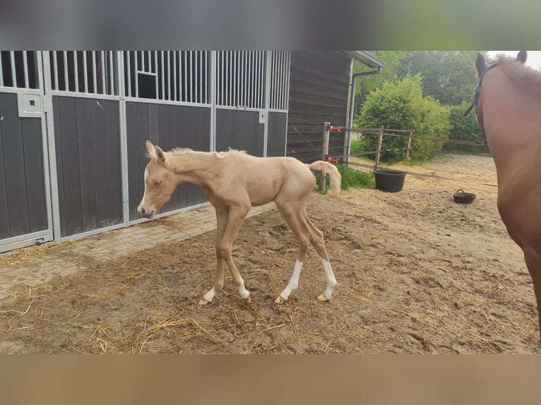 NRPS Merrie 3 Jaar 153 cm Palomino in Dwingeloo
