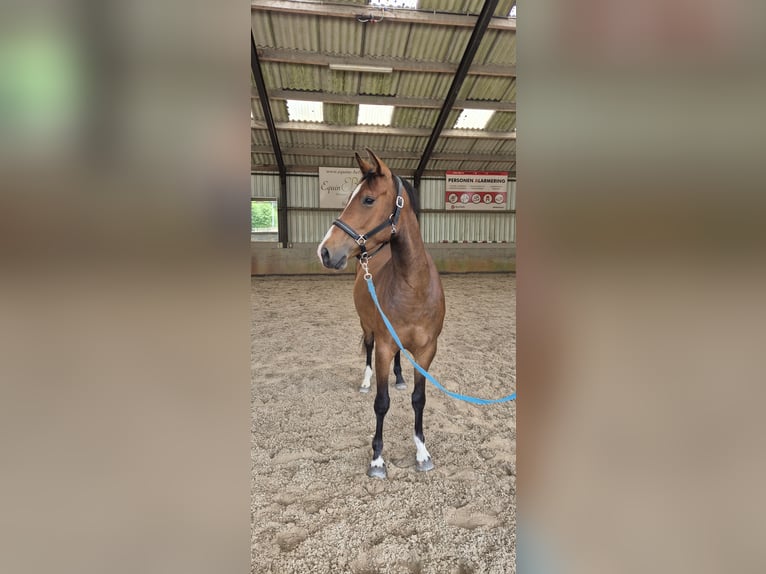NRPS Merrie 3 Jaar 158 cm Bruin in Eemnes