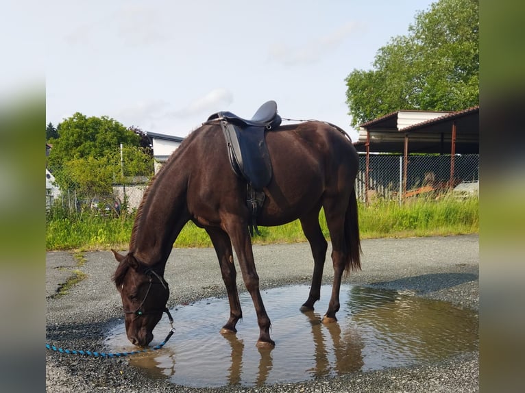 NRPS Merrie 3 Jaar 158 cm Falbe in Bad Endbach