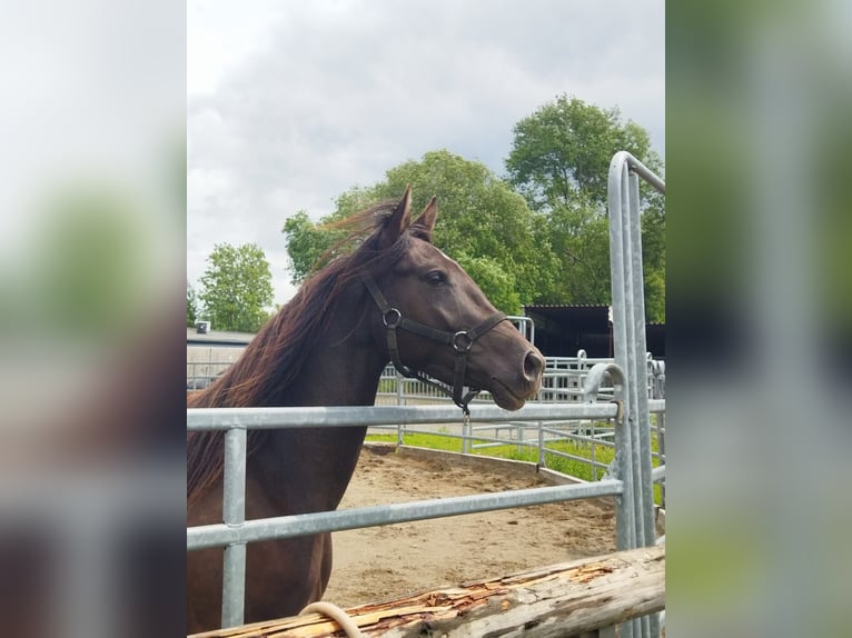 NRPS Merrie 3 Jaar 158 cm Falbe in Bad Endbach