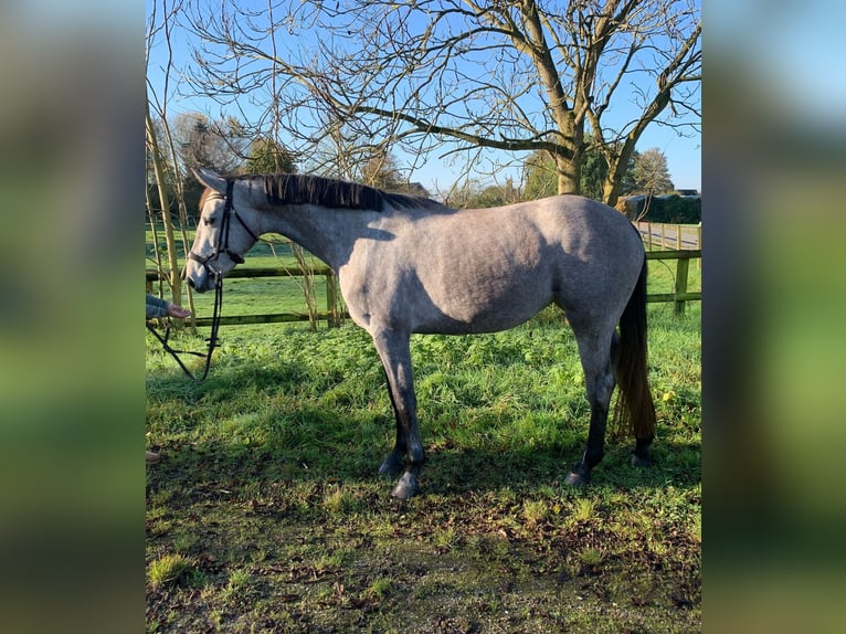 NRPS Merrie 3 Jaar 160 cm Schimmel in Groessen