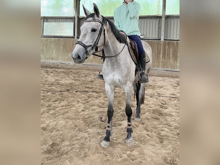 NRPS Merrie 3 Jaar 160 cm Schimmel in Groessen