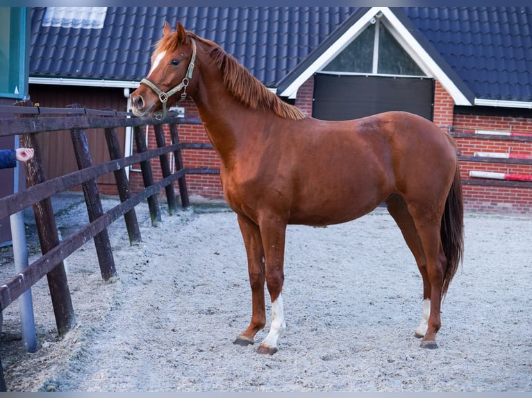 NRPS Merrie 3 Jaar 160 cm Zwart in Groningen