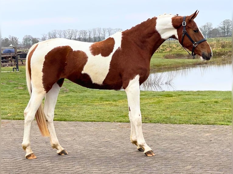 NRPS Merrie 3 Jaar 164 cm Gevlekt-paard in GROTE-BROGEL