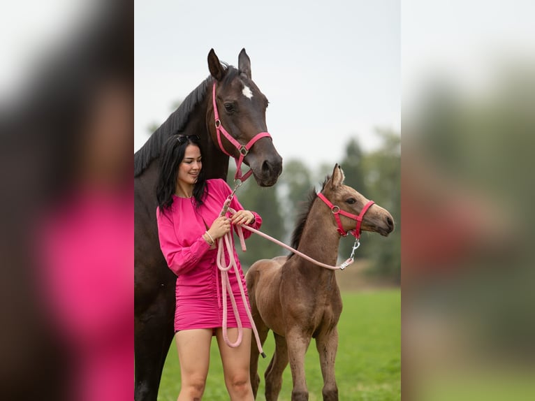 NRPS Merrie 3 Jaar 165 cm Buckskin in Tholen