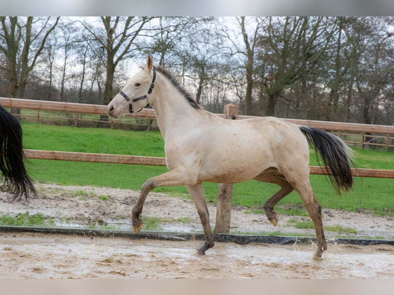 NRPS Merrie 3 Jaar 166 cm Buckskin in Lutjegast