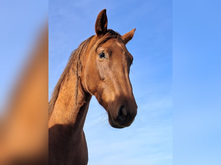 NRPS Merrie 3 Jaar 166 cm Vos in Dalerveen