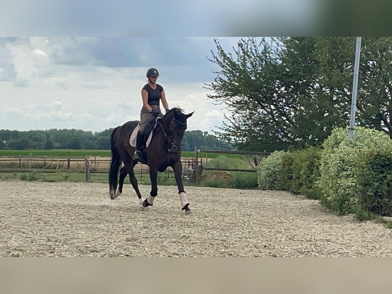 NRPS Merrie 3 Jaar 168 cm Donkerbruin in Ninove