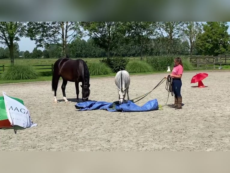 NRPS Merrie 3 Jaar 168 cm Donkerbruin in Ninove