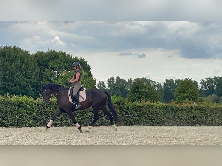 NRPS Merrie 3 Jaar 168 cm Donkerbruin in Ninove
