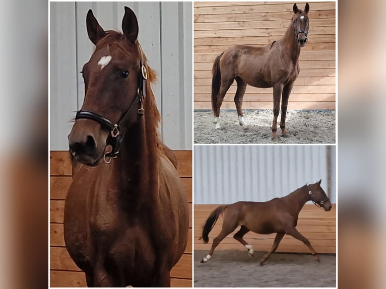 NRPS Merrie 3 Jaar Vos in Den Ham