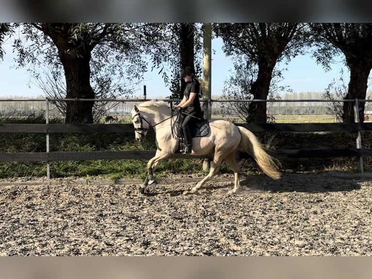 NRPS Mix Merrie 4 Jaar 144 cm Palomino in Hellevoetsluis