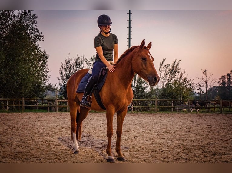 NRPS Merrie 4 Jaar 145 cm Roodvos in Sint-Oedenrode