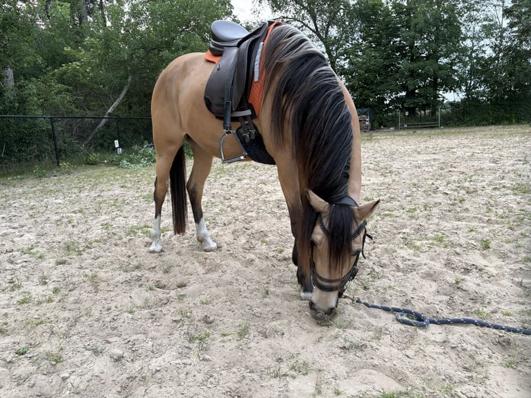 NRPS Merrie 4 Jaar 146 cm Buckskin in Maashees