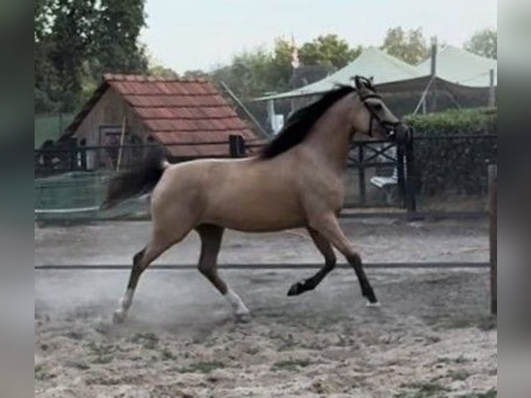 NRPS Merrie 4 Jaar 146 cm Buckskin in Maashees