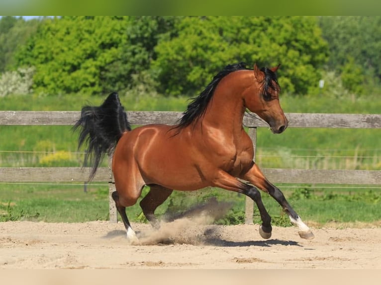 NRPS Merrie 4 Jaar 146 cm Buckskin in Maashees