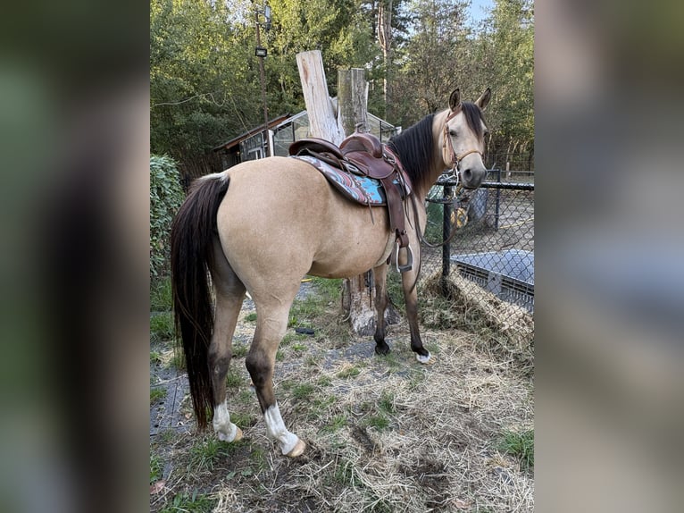 NRPS Merrie 4 Jaar 146 cm Buckskin in Maashees