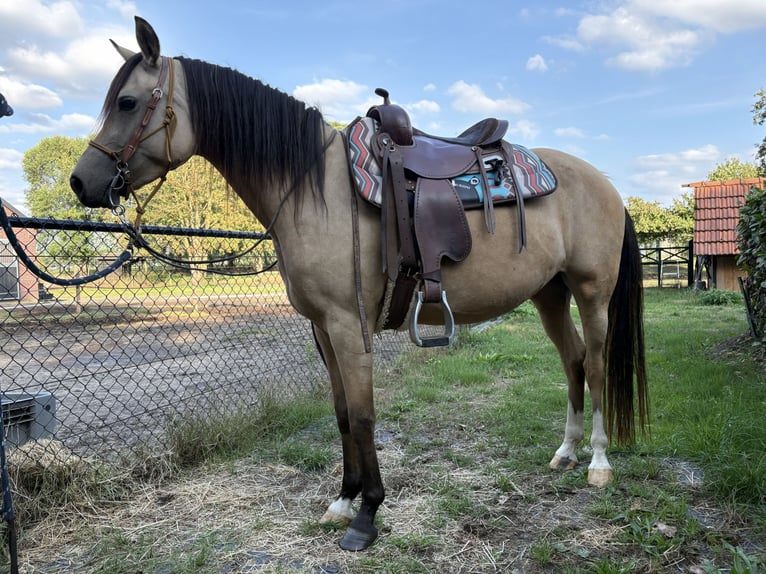 NRPS Merrie 4 Jaar 146 cm Buckskin in Maashees
