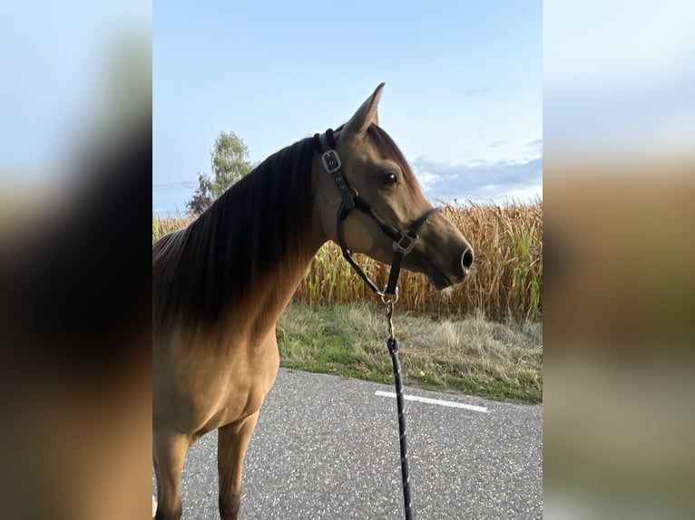 NRPS Merrie 4 Jaar 146 cm Buckskin in Maashees