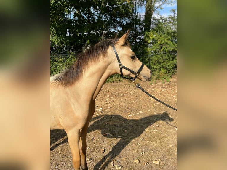 NRPS Merrie 4 Jaar 146 cm Buckskin in Maashees