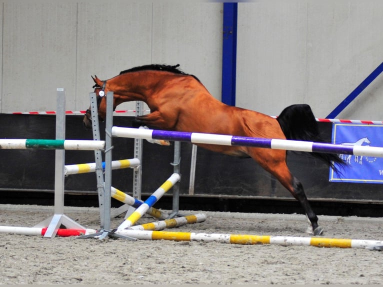 NRPS Merrie 4 Jaar 146 cm Buckskin in Maashees