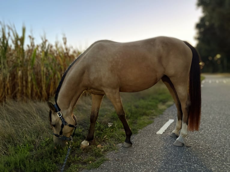 NRPS Merrie 4 Jaar 146 cm Buckskin in Maashees