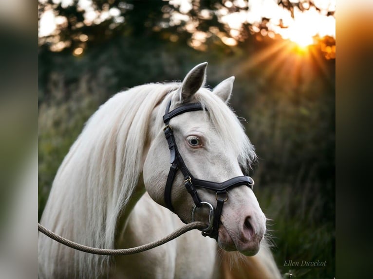 NRPS Merrie 4 Jaar 146 cm Buckskin in Maashees