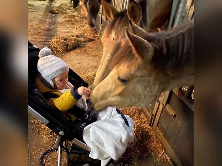 NRPS Merrie 4 Jaar 146 cm Buckskin in Maashees
