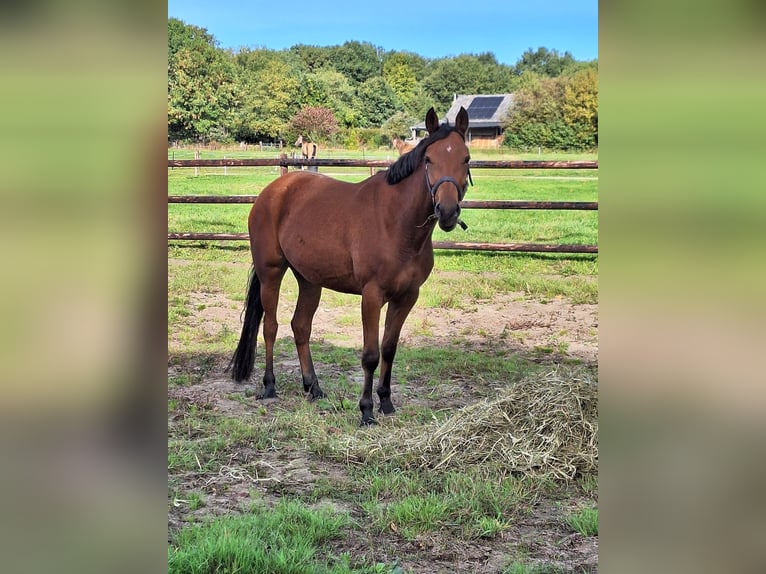 NRPS Merrie 4 Jaar 147 cm Bruin in Zolder