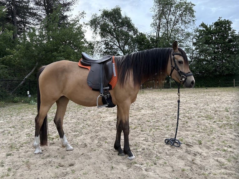 NRPS Merrie 4 Jaar 147 cm Buckskin in Maashees