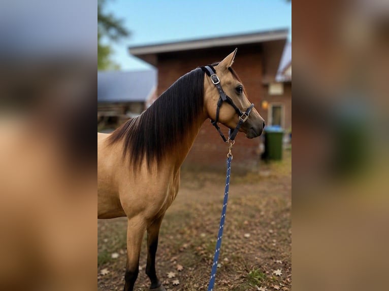 NRPS Merrie 4 Jaar 147 cm Buckskin in Maashees