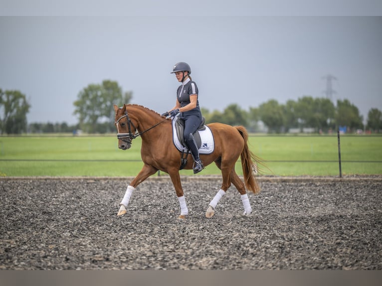 NRPS Merrie 4 Jaar 147 cm Vos in Wijngaarden