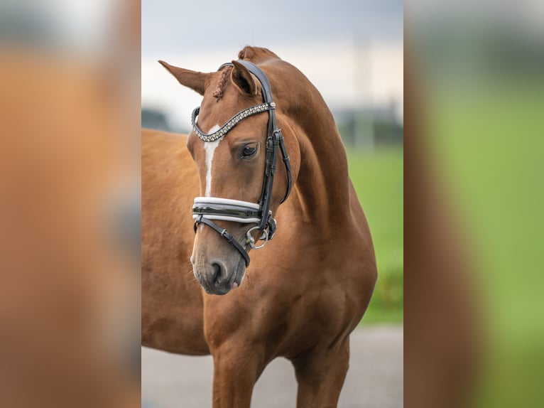 NRPS Merrie 4 Jaar 147 cm Vos in Wijngaarden