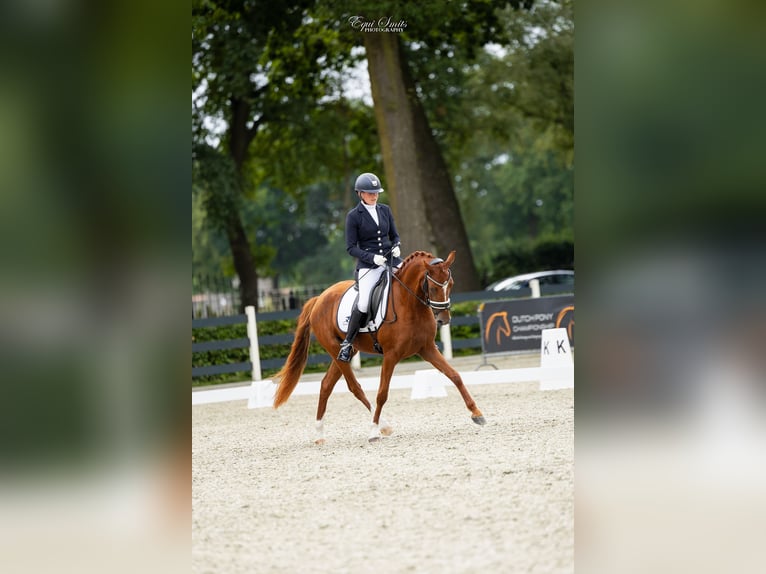 NRPS Merrie 4 Jaar 147 cm Vos in Wijngaarden