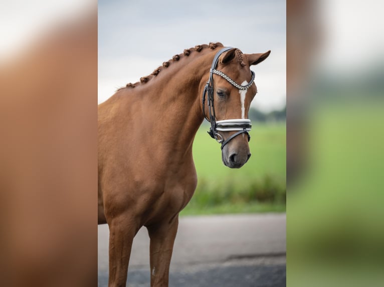 NRPS Merrie 4 Jaar 147 cm Vos in Wijngaarden