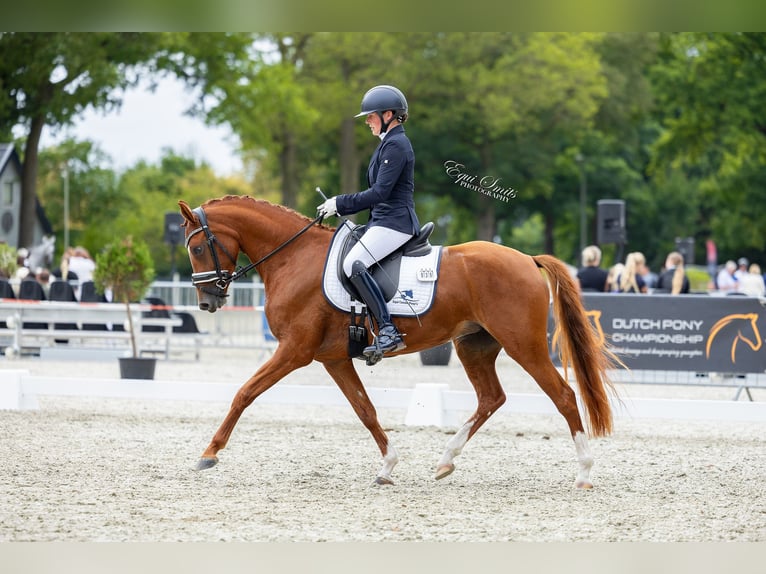 NRPS Merrie 4 Jaar 147 cm Vos in Wijngaarden