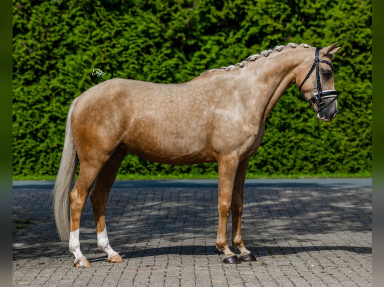 NRPS Merrie 4 Jaar 152 cm Palomino in Biddinghuizen