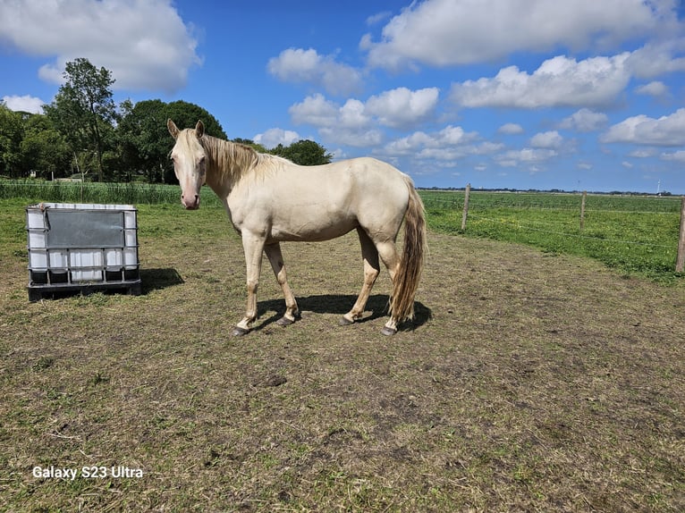 NRPS Merrie 4 Jaar 157 cm Champagne in Bitgum