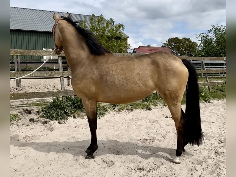 NRPS Merrie 4 Jaar 160 cm Buckskin in Barneveld