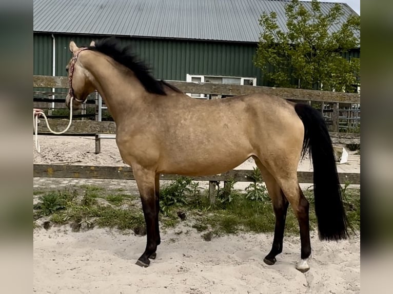 NRPS Merrie 4 Jaar 160 cm Buckskin in Barneveld
