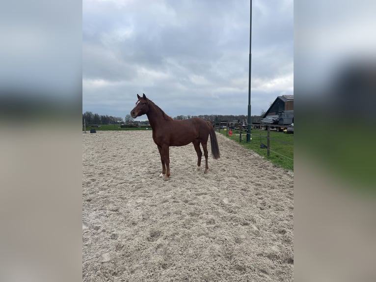 NRPS Merrie 4 Jaar 160 cm Vos in Epe