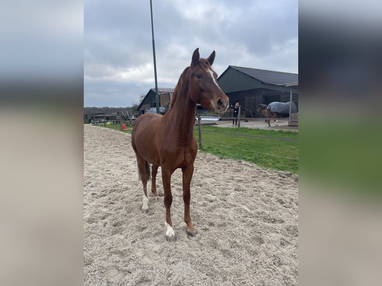 NRPS Merrie 4 Jaar 160 cm Vos in Epe