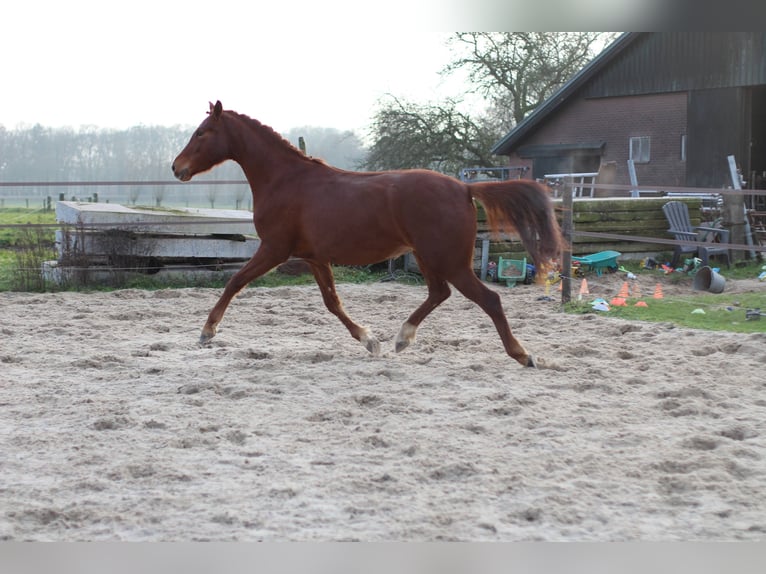 NRPS Merrie 4 Jaar 160 cm Vos in Epe