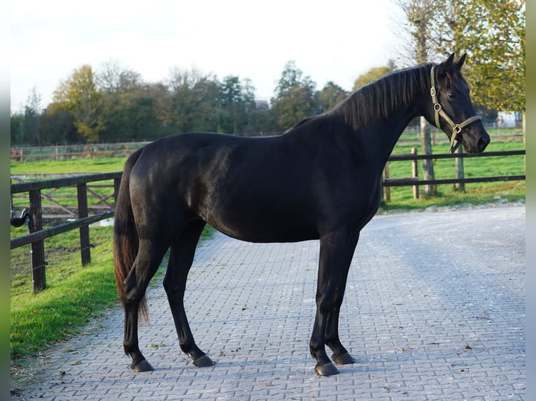 NRPS Merrie 4 Jaar 160 cm Zwart in Groningen