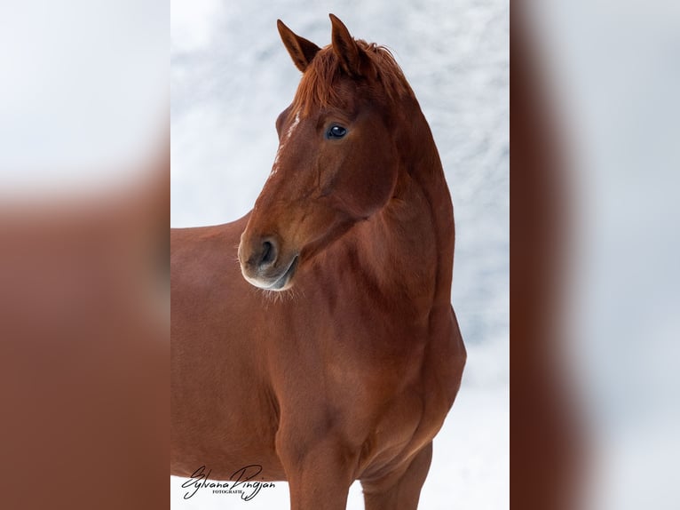NRPS Merrie 4 Jaar 164 cm Vos in Uddel