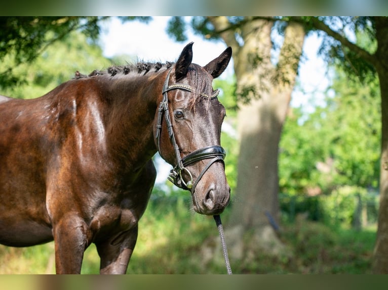 NRPS Merrie 4 Jaar 165 cm Donkerbruin in Almkerk