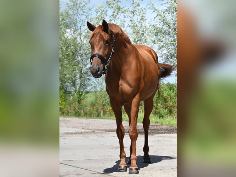 NRPS Merrie 4 Jaar 165 cm Vos in Wormer